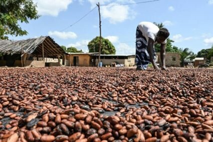 Cacao: la Côte d’Ivoire stoppe les contrats d’exportation pour 2023-2024 à cause des intempéries