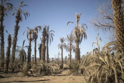 Maroc: face à la canicule, les agriculteurs en danger cherchent des solutions